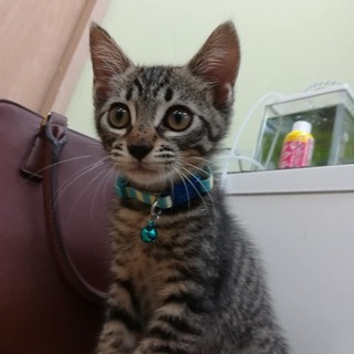 キジトラ仔猫里親募集中