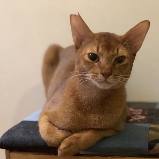 ベッタリ甘えん坊のアーキルくん