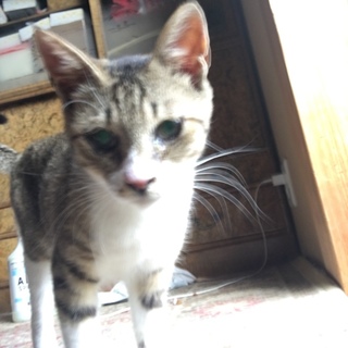 生後半年の子猫です！
