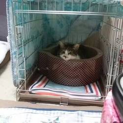 「ハイジのいじめ」サムネイル1