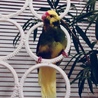 モモイロインコ さん