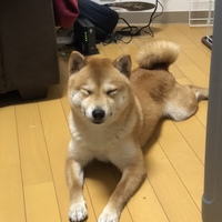 ねこ