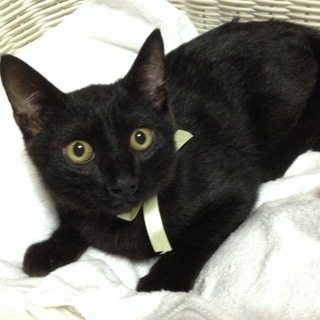 ☘ ごまくんの里親さんになってください☘