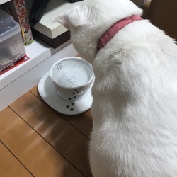 ダイエット＆ストラバイト