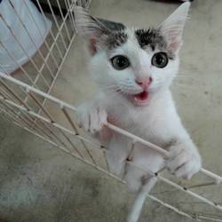 三鷹で子猫の大譲渡会をやります。大人もいますよ。