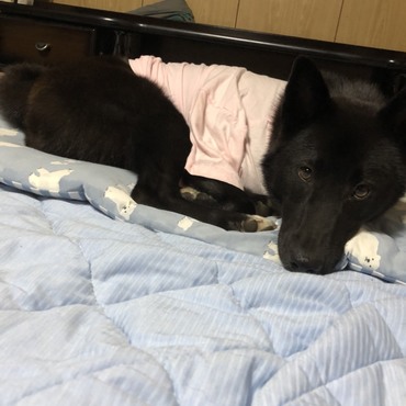 ピンク着せられてスネてるの？