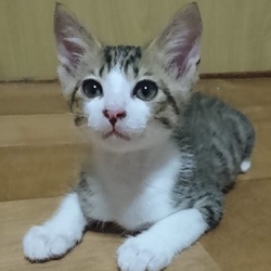 8月5日に愛知県豊川市で譲渡会！ サムネイル2