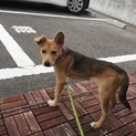ほんとーにビックリするくらいお利口さん