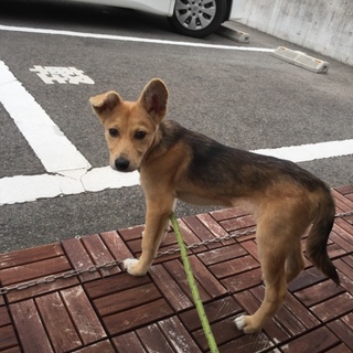 ほんとーにビックリするくらいお利口さん