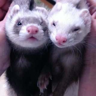 やんちゃなもうすぐ3歳カナディアンフェレット♀2匹