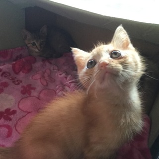 ありがとうございました