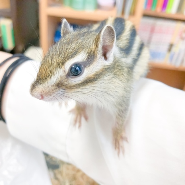 きじ(家来)のカバー写真