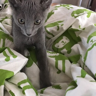 素敵な里親さん決まりました。