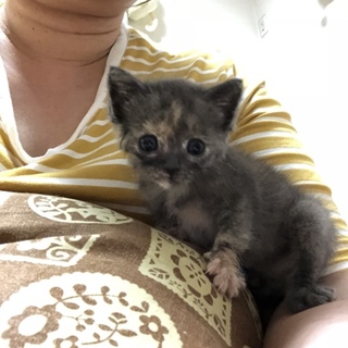 変わり色ブルークリームの子猫ちゃん