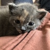 変わり色ブルークリームの子猫ちゃん サムネイル2
