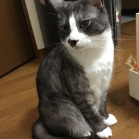 サスケ