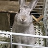 のつん