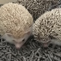 ハリネズミ