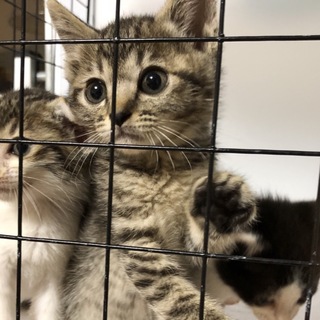 スコティッシュ風のもふもふ子猫