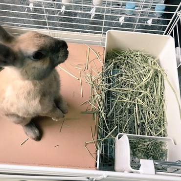 いたずらっこ