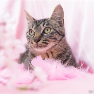 緊急里親募集中！！