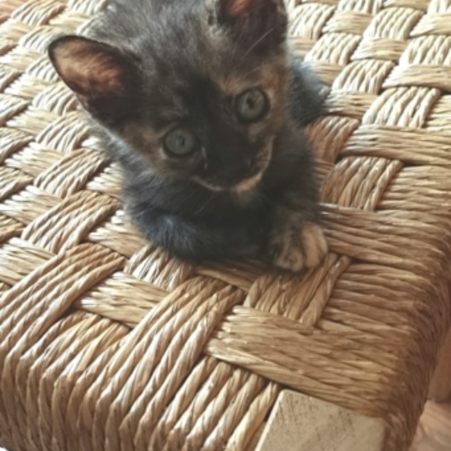 スコッチママのカバー写真