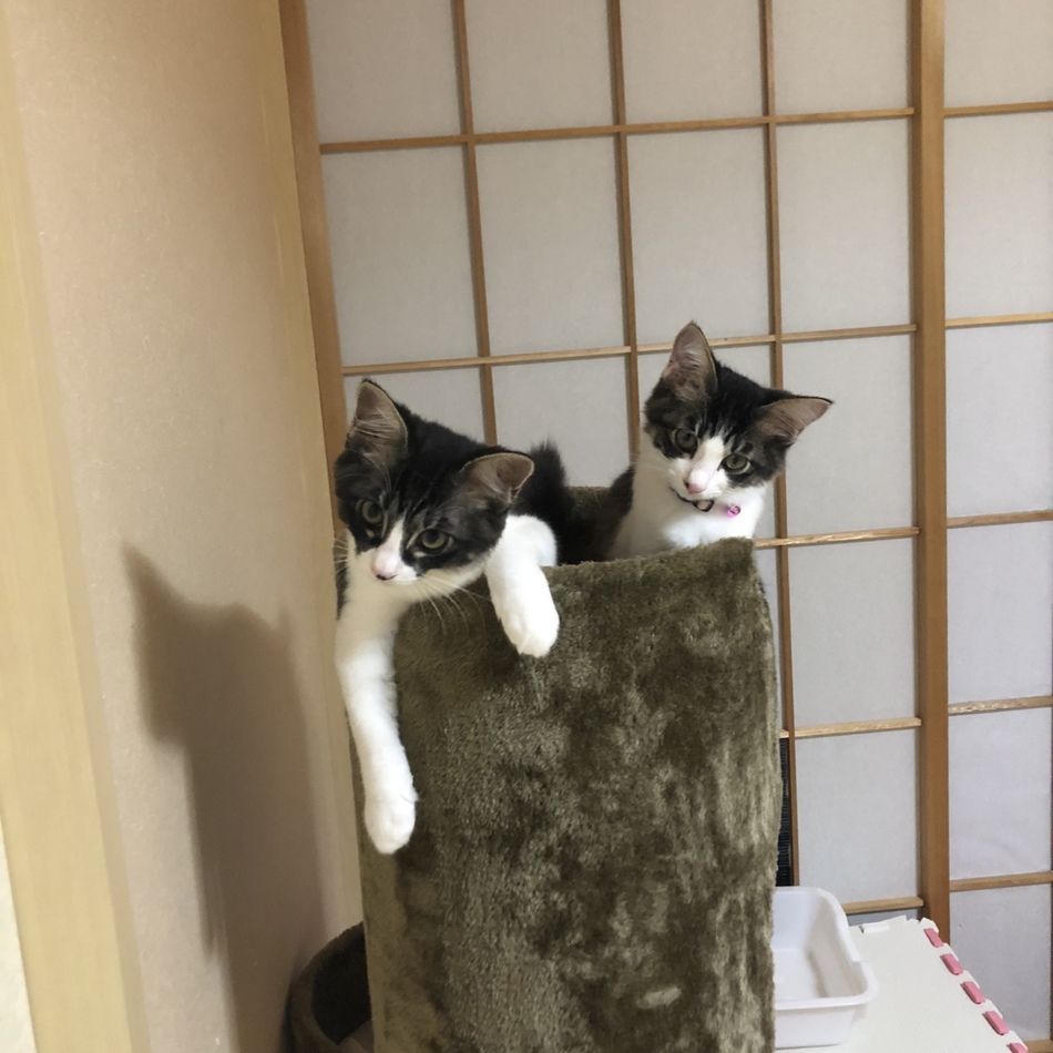 マイのカバー写真