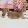 1歳9ヶ月のホーランドロップ ♂ サムネイル2
