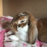 1歳9ヶ月のホーランドロップ ♂ サムネイル3