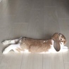 1歳9ヶ月のホーランドロップ ♂ サムネイル5