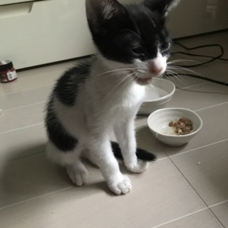 とっても性格の良いバットマン猫♡ 人慣れ猫慣れ◎
