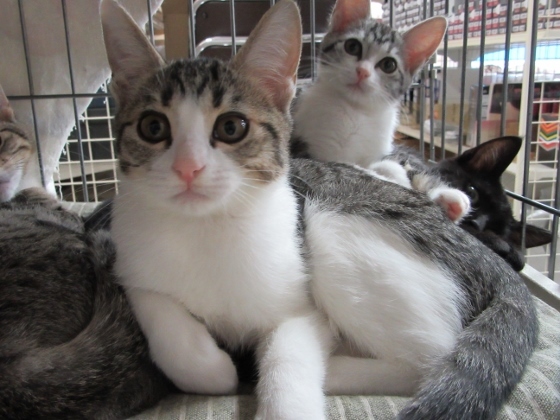 ピンク鼻キジ白 あかね ３か月 岡山県 猫の里親募集 2705 ペットのおうち 月間利用者150万人