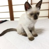 人懐っこくて元気です！ サムネイル1