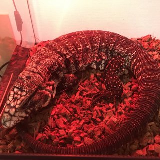 アルゼンチンＢＷテグー