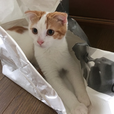 の写真