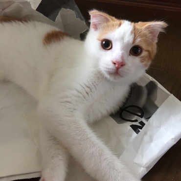 紙袋破壊中