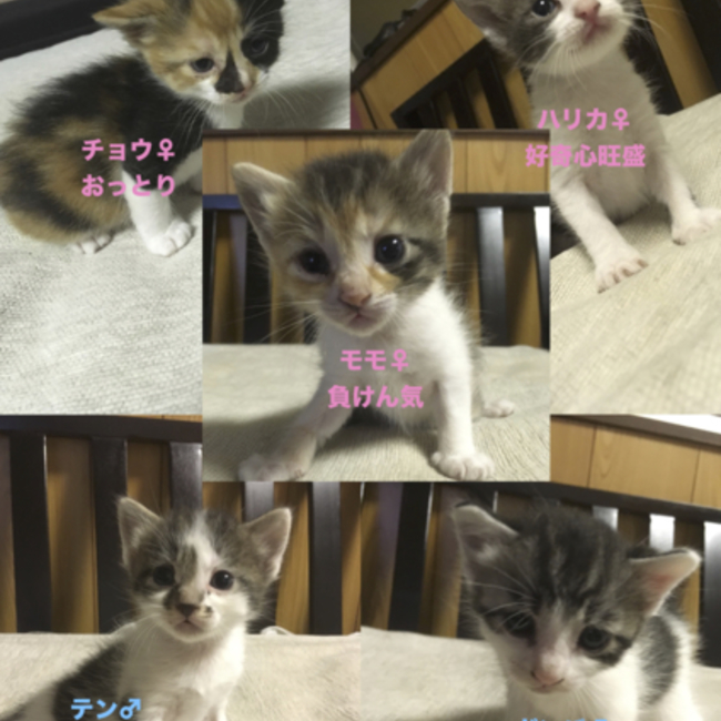 かな0215のカバー写真