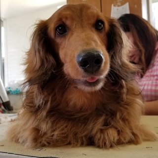 穏やかで大きなダックスのシエルに家族を！