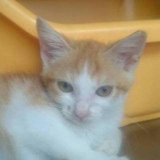 野良子猫保護してます。コーンちゃん