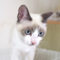 ＊子猫譲渡会＊一時預かりボランティアさん募集説明会