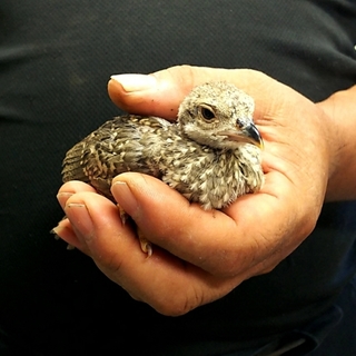 イワシャコのヒナ