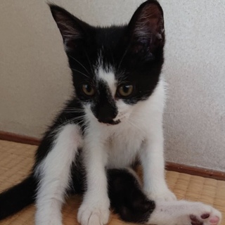 里親様が決まりました♡有難うございました！
