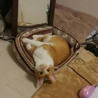 美猫です☆人懐っこいです♪2歳女の子