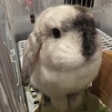 うさちゃんの里親募集