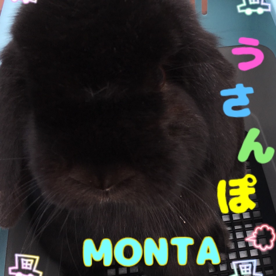 モンタのカバー写真