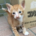 元気な男の子 シマちゃんの里親募集中