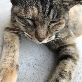 とっても平和主義なキジトラちゃんの里親さん募集中