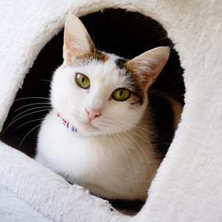 おうちが決まりました。美人の白ミケ、トキちゃん