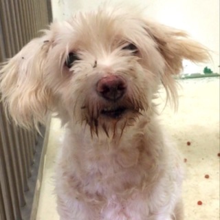 里親様決定！有難うございました。