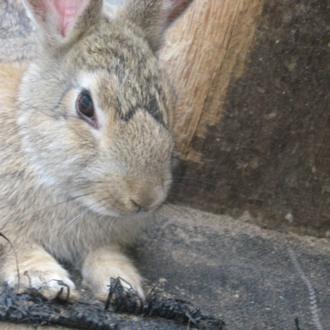 メタモルフォシスのカバー写真